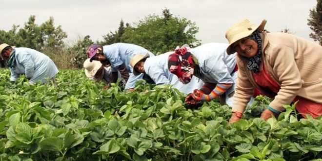 femmes_agriculture_maroc-660x330